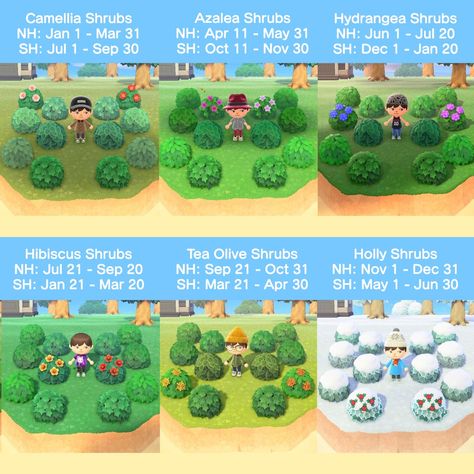 Animal Crossing Shrubs, Acnh Shrub Seasons, Acnh Flower Garden All Flowers, Acnh Shrub Clock, Acnh Shrubs, Animal Crossing Flower Combinations, Acnh University, Acnh Flower Gardens, Acnh Flowers