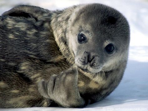 Weddell Seal, Sea Mammal, Cute Seals, Seal Pup, Baby Seal, Wild Creatures, Marine Mammals, Animal Facts, Silly Animals