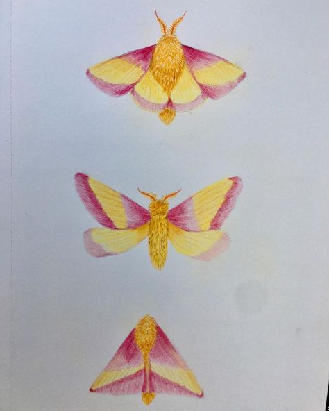 Artemis King (@artemis_king_art) • Instagram photos and videos Rosy Maple Moth Drawings, Rosie Maple Moth, Rosy Maple Moth Art, Rosy Maple Moth Tattoo, Puriri Moth, Watercolor Moth, Artemis Tattoo, Maple Moth, Room Moodboard