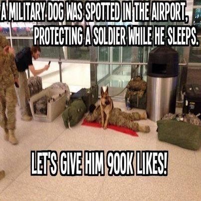 LIKE Military Dogs, Military Humor, Military Heroes, Working Dogs, Service Dogs, Mans Best Friend, Rottweiler, Puppy Love, Animals And Pets