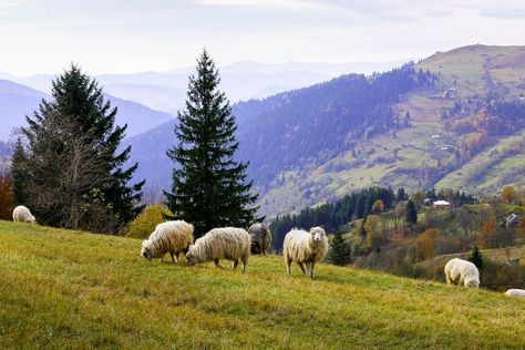 Sheep Landscape Photography, Reference Landscape Photos, Simple Landscape Reference Photo, Painting Reference Photos Landscape, Landscape Photography Horizontal, Landscape Reference Photos, Patio Landscape Design, Landscape References, Best Landscape Photography