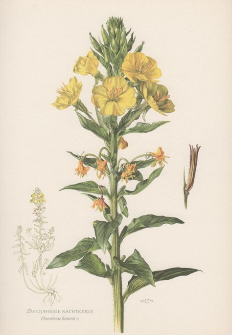 Botanical Print Oenothera biennis by AntiquePrintGarden on Etsy Yellow Primrose, Botanical Images, Botanical Inspiration, Evening Star, Plant Magic, Biology Art, Antique Botanical Print, Flowers Illustration, Vintage Flower Prints