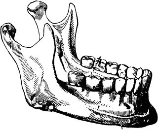 The lower jaw Jaw Reference, Bone Drawing, Bone Tattoos, The Teeth, Jaw Line, Human Anatomy Art, Reference Drawing, Skull Artwork, Jaw Bone