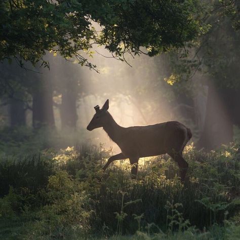 Mystical Forest, Dark Cottagecore, Fantasy Forest, Forest Creatures, + Core + Aesthetic, Woodland Creatures, Nature Aesthetic, Green Aesthetic, Pet Birds