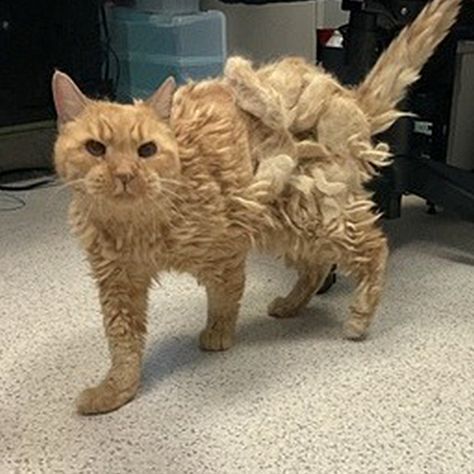 Elderly Owner Forced to Give Up Cat But Rescuers Save Him Cat Rescue Stories, Small Kittens, Older Cats, Senior Cat, Orange Tabby Cats, Old Cats, Cat Person, Animal Stories, Stray Cat