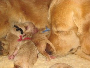 How much the father can actually contribute to their offspring besides DNA Whelping Room, Puppy Room, Newborn Puppies, Dog Breeder, Retriever Puppy, Golden Retrievers, Oil Cloth, Pet Care, Golden Retriever