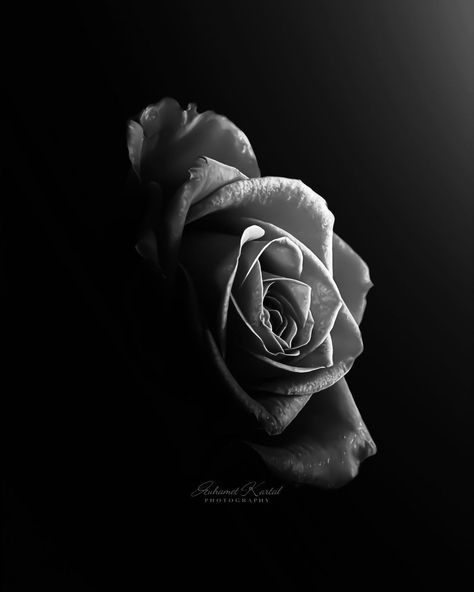 MUHAMET KARTAL | “Beauty in Contrasts” A rose in timeless black and white. Each petal tells a story in gentle shades of gray. A homage to the elegance of… | Instagram Sky Art, A Rose, Shades Of Grey, Black And White Photography, Beauty Skin, Different Colors, Mural, Shades, Black And White