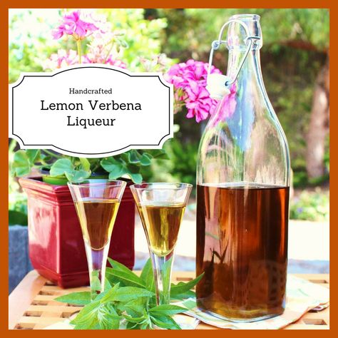 Handcrafted Lemon Verbena Liqueur for cocktails or sipping.  A unique use for Lemon Verbena - delicious with champagne. Lemon Verbena Recipes, Liquor Recipes, Chile Sauce, Sloe Gin, Dried Lemon, Herbal Drinks, Herb Recipes, Best Sugar Cookies, Lemon Verbena