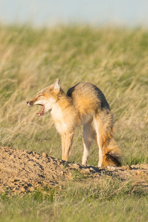 Swift Fox, Pretty Animals, Art Reference, Swift, Fox, Animals