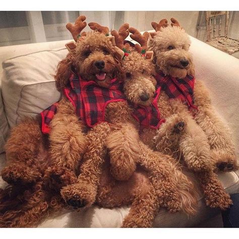 Golden Doodle Christmas, Anjing Poodle, Cute Christmas Dog, Dog Doodle, Doodle Christmas, Dogs Images, Red Poodles, Dogs Cute, Golden Doodle