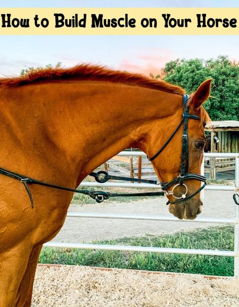 How to Build Muscle on Your Horse Horse Neck Muscles, Building Topline Horse, Muscular Horse, Equine Exercises, Horse Herd, Horse's Neck, Muscle Knots, Horse Exercises, Horse Therapy