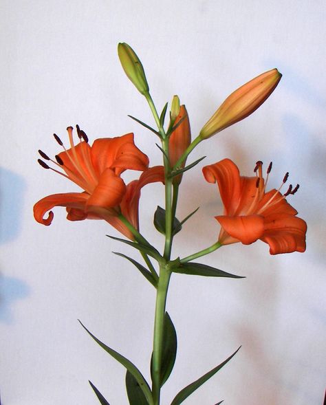 Orange Asian Lily Asian Lily, Asian Lilies, Orange Lily, Lily Painting, Orange Christmas, Marina And The Diamonds, Cover Pics, Lily Flower, Drawing Reference