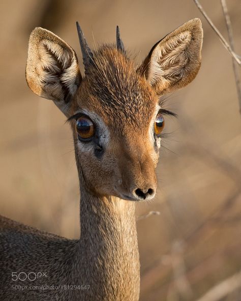 “Dik-dik by MogensTrolle ” Funny Wild Animals, Dik Dik, Wildlife Biologist, Mule Deer, Rare Animals, Manx, Baby Animals Funny, A Deer, African Animals