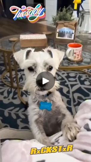 49K views · 2.2K reactions | Voice over #rxckstxr Happy Tuesday #dogoftheday #lol #lmao #funnymemes #fypシ #dogs #doglife #doglover | Betsy Smith | Betsy Smith · Original audio Rxckstxr Voice Overs, Happy Tuesday, Dog Days, Dog Life, The Voice, Dog Lovers, Funny Memes, The Originals, Dogs