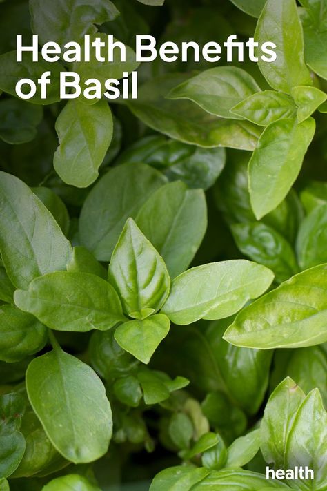 Health Benefits Of Basil, Basil Benefits, Benefits Of Basil, Basil Health Benefits, Vitamin K, Intuitive Eating, Healing Herbs, Natural Health Remedies, Vitamins & Supplements