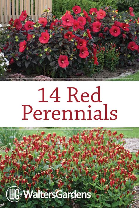 If you are looking to fill your garden with red plants, here is a list of 14 perennials to help get you started. Red And White Garden, Red Perennials Full Sun, Red Perrenial Flowers, Red Perennial Flowers, Red Garden Aesthetic, Red Garden, Perenial Flowers, Red Flowers Garden, Shade Flowers Perennial