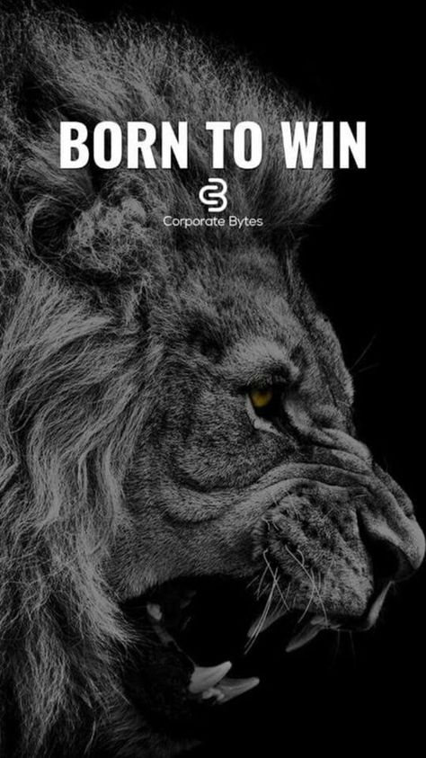 Born to win. Lion Motivational Quotes For Success, Crone Wisdom, Lion Queen, Tiger Quotes, Born To Win, Single Status, Lion Quotes, Motivational Inspirational Quotes, Motivational Quotes Wallpaper