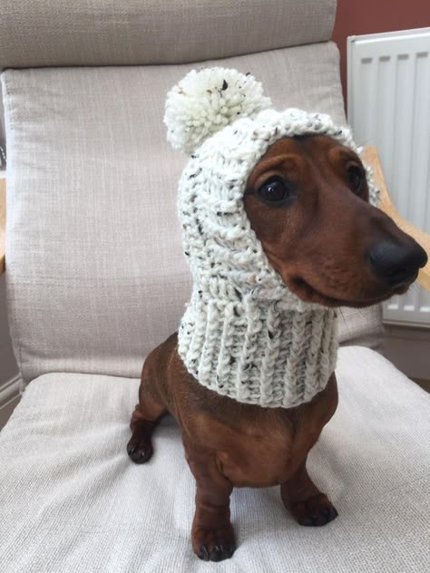 Crochet Dog Jumper, Crochet Sausage Dog, Dachshund Dog Sweaters, Crafts For Pets, Crochet For Dogs, Crochet Dog Hat, Sausage Dog Puppy, Pet Crochet, Crochet Dogs