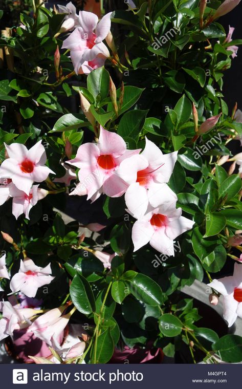 Brazilian Jasmine Plant, Alamanda Plant, Grand Duke Jasmine Plant, Common Jasmine, Jasmine Sambac Flower, Jasmine Images, Brazilian Jasmine, White Jasmine, Tropical Houses