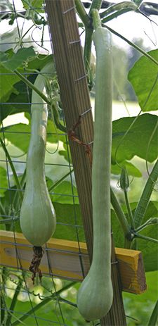 Zucchetta Rampicante Fruit Zucchini Rampicante Recipes, Long Neck Squash Recipes, Zucchino Rampicante Recipes, Rampicante Squash Recipes, Squash Trellis, Zucchini Pasta Recipes, Zucchini Recipes Baked, Growing Zucchini, Zucchini Recipes Healthy