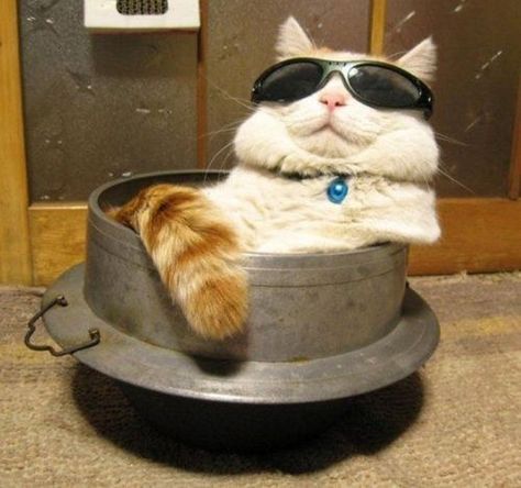 30 Cats That Prove Being Silly Is Their Job. Making Us Smile like a Boss. Cat Wearing Glasses, Gatto Carino, Söt Katt, Great Cat, Wearing Sunglasses, 웃긴 사진, Funny Cat Memes, Cat Sleeping, Funny Cat Pictures