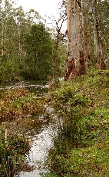 Near Mansfield, Victoria Abc Photography, Australian Landscapes, Australia Landscape, Australian Trees, Australian Painting, Eucalyptus Trees, Forest Habitat, Australian Landscape, Outback Australia