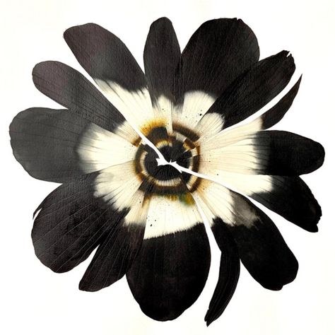 Stephen Doherty, The Shape, A Flower, White Background, Clock, Black And White, Tumblr, Flowers, White