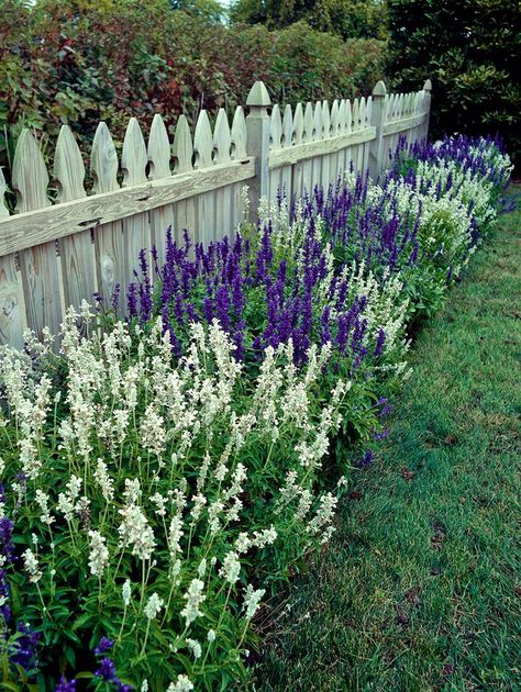 Salvia Plants, Front Garden Design, Landscape Designs, Front Yard Garden, Garden Pests, Garden Cottage, Front Yard Landscaping Design, Purple And White, Shade Garden