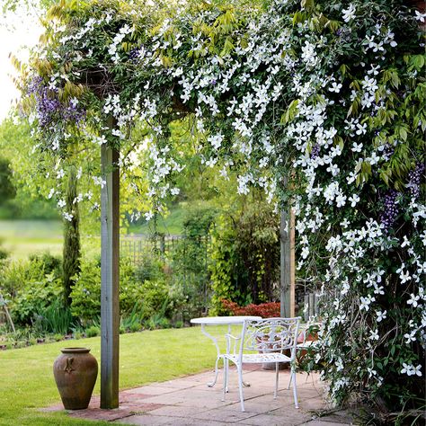 Climbing Roses Trellis, Clematis Trellis, Climbing Clematis, Clematis Montana, Pagoda Garden, Clematis Plants, Jasmine Plant, Patio Pergola, Clematis Vine