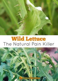 This articles discusses the benefits and side effects of eating wild lettuce and shares  recipes on how to use this healing plant. And it offers tips on how to identify  wild lettuce and how to use it as a natural pain killer.  #bushcrafting #wildplants #naturalpainrelief #wildlettuce #healing Medicinal Weeds, Edible Weeds, Natural Pain Killers, Wild Lettuce, Wild Herbs, Natural Healing Remedies, Healing Plants, Wild Edibles, Natural Pain Relief