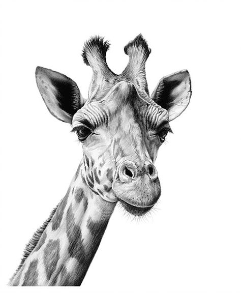 Richard Symonds Giraffe Drawing, Pencil Drawings Of Animals, Animal Drawings Sketches, Drawing Eyes, Elephant Drawing, Giraffe Art, Elephant Painting, A Giraffe, Wildlife Paintings