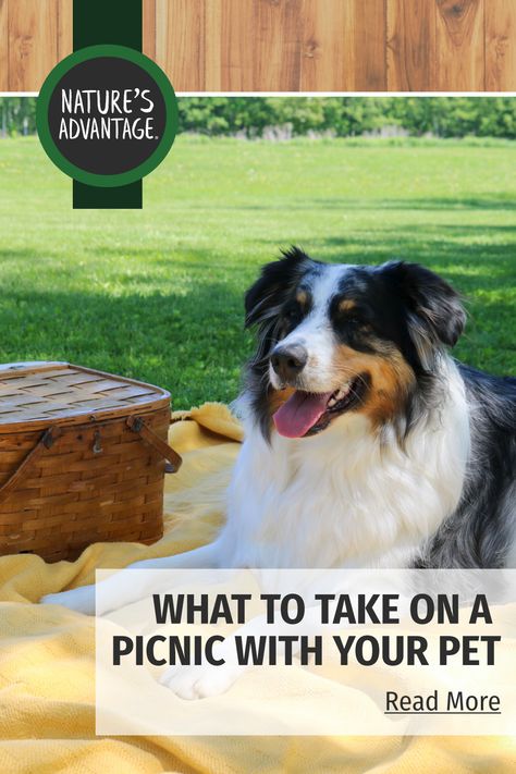 As devoted dog parents, many of us can’t imagine going on an outdoor outing without bringing along our furriest companions. So as you’re planning a fun picnic in the park this summer, don’t forget to pack the things you’ll need for your best pal! We’ve consulted with our in-house expert on all things canine, Sparky, to help you decide what to bring on your dog friendly picnic so that both you and Fido will enjoy the day. Picnic With Dog, Dog Picnic, Picnic Essentials, Dog Steps, Picnic Packing, Dog Fence, Picnic In The Park, Dog Parents, Dog Id