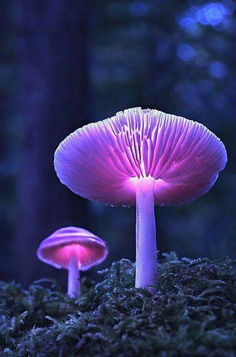 Purple mushrooms Purple Mushrooms, Macro Fotografia, Mushroom Fungi, All Things Purple, Science And Nature, In The Woods, Amazing Nature, Belle Photo, Mother Earth