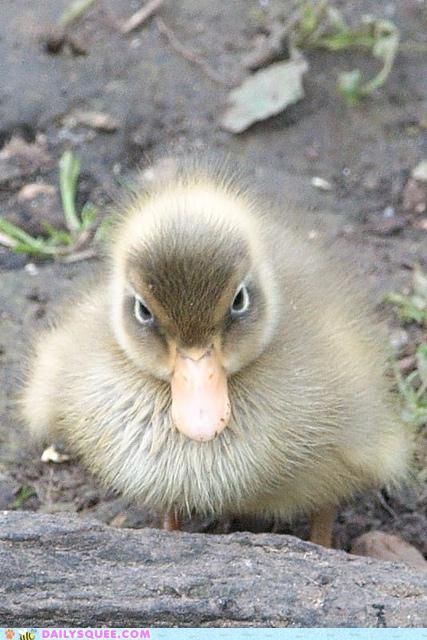 If looks could kill Angry Duck, Cute Ducklings, Baby Ducks, Pretty Animals, Animal Pics, Sweet Animals, 귀여운 동물, Animals Friends, Beautiful Creatures