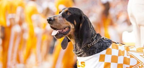 Smokey named best live mascot in college football Tennessee College Football, Tennessee Mascot, Tn Vols Football, Tn Football, Rocky Top Tennessee, Tennessee Volunteers Football, Happy National Dog Day, Tn Vols, Football Usa