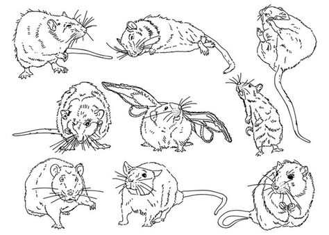 Rat Sketch, Rat Tattoo, Flash Ideas, Creative Creations, Sketch Tattoo, Pet Rats, Elegant Tattoos, Tattoo Sketches, Flash Tattoo