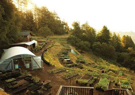 Hillside garden Hillside Farming, Hillside Farms, Hillside Garden, Apple Farm, Garden On A Hill, Sloped Garden, Permaculture Design, Garden Farm, Backyard Farming