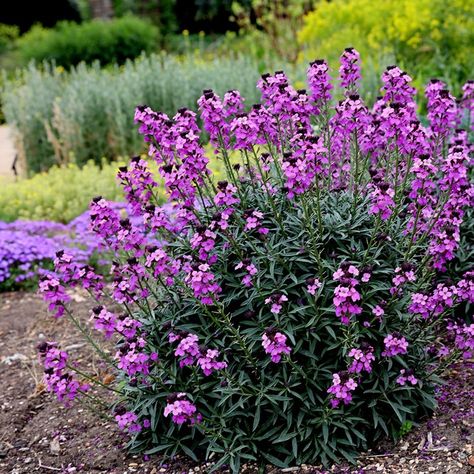 Buy wallflower Erysimum 'Bowles's Mauve': Delivery by Waitrose Garden Cat Friendly Garden, Mauve Flowers, Scent Garden, Flowering Quince, Seaside Garden, Garden 2023, Plants For Garden, Wildlife Garden, Long Flowers