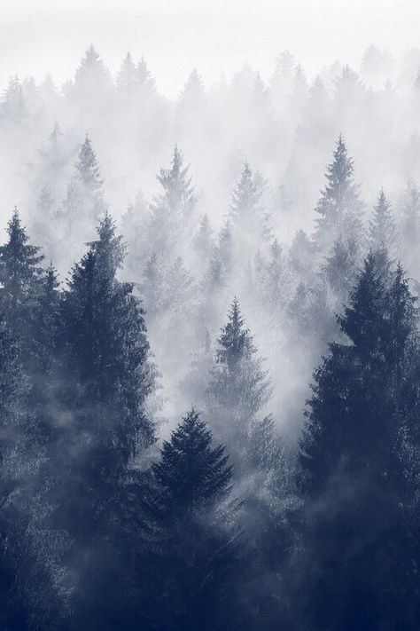 Smoky pines Snow Photography, Wallpaper Tumblr, 수채화 그림, The Fog, Vintage Landscape, Landscape Trees, Pics Art, Winter Photography, Winter Is Coming