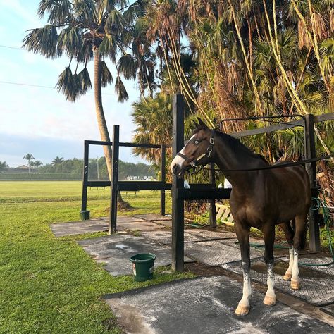 Beautiful boy 🥹🙏🏻 . . . . #monksdiaradosboy #lsf #lionsharefarm #teamlionshare #blueeyedhorse #rideforacause #horsegirl #nyc #fashionschool #equestrian #lemieuxproductsofficial #lovelemieux #wellington #wellingtonfl #wef #florida #westpalmbeach Wellington Florida Equestrian, Wellington Equestrian, Horsey Life, Wellington Florida, Dream Board, West Palm Beach, Horse Girl, Show Horses, Wellington