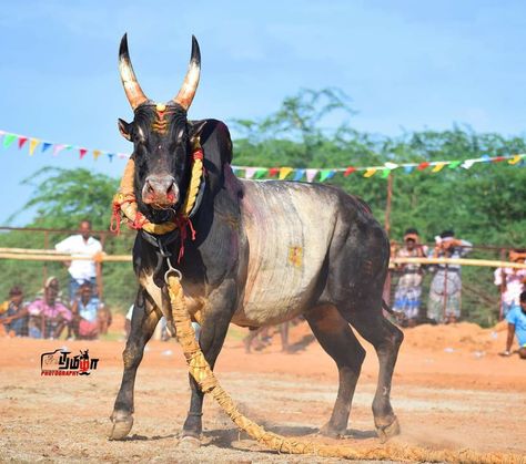 nani tallapureddy Jallikattu Photos Hd, Jallikattu Images Hd Wallpaper, Jallikattu Photos, Jallikattu Bull Images, Jallikattu Images Background, Jallikattu Kaalai Hd Images, Indian Bull Images, Nandi Bull, Shiva Angry