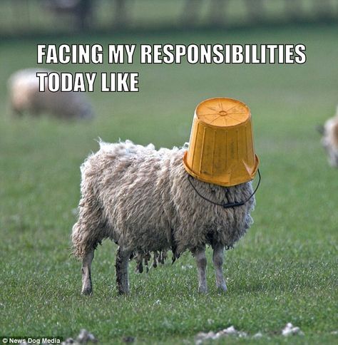 Memes  shared on social media sites such as Tumblr, Twitter and Instagram have now been featured in a new book - including this sheep with a bucket on its head Funny Sheep, Christian Jokes, Bible Humor, A Sheep, The Good Shepherd, Christian Humor, Christian Memes, In The Middle, The Middle