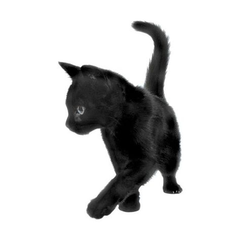 A Black, Black Cat, Walking, White, Black