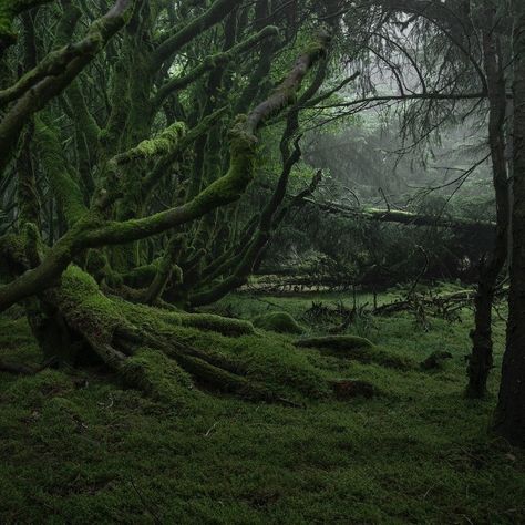 Poison Tree, Dark Naturalism, Dark Forest Aesthetic, Between Two Worlds, Dark Green Aesthetic, Dark Cottagecore, Magic Forest, Magical Forest, Dark Forest