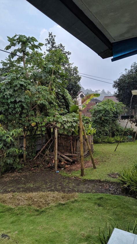 Desa Cikandung Sawah Di Desa Aesthetic, Plants