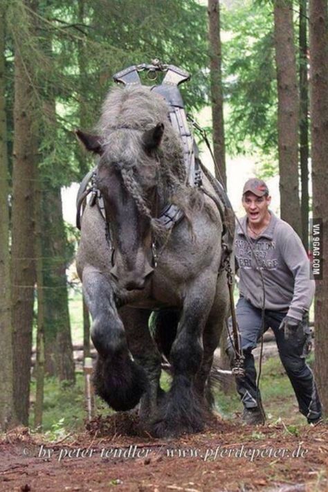 Draft Horse, Big Horses, Most Beautiful Horses, Work Horses, Draft Horses, Majestic Animals, Wow Art, Pretty Horses, Horse Photography