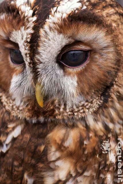 Tawny owl Awesome Owls, Tawny Owl, Barred Owl, Owl Photos, Owl Eyes, Owl Pictures, Beautiful Owl, Owl Lovers, Owl Bird