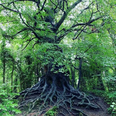 Native Irish Tree with Complex root system in County Meath Ireland | Irish American Mom Irish Faeries, Writing Setting, Meath Ireland, Tree With Roots, Fantasy Writing, Weird Trees, Amazing Trees, Irish Folklore, Ancient Celts