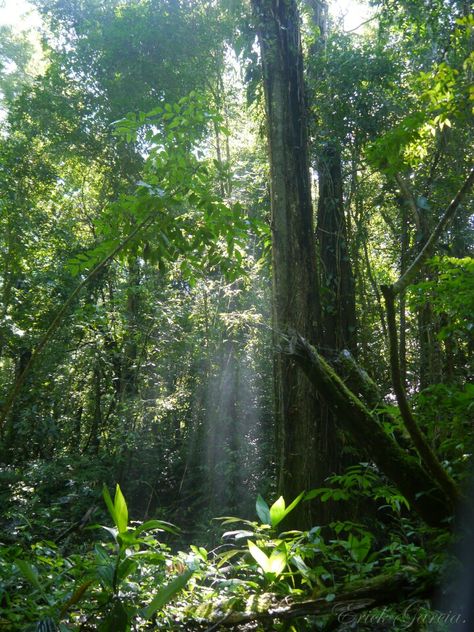 Brazil Rainforest, African Jungle, Amazon Forest, Jungle Life, Forest Illustration, Costa Rica Travel, Peru Travel, Tropical Forest, Amazon Rainforest