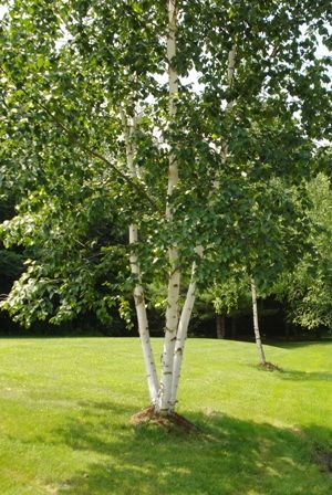 Paperbark or White Birch (Betula papyrifera) A quick growing, light shade, tree reaching 45-70ft tall. Widely adapted to most soil types but does best when good drainage is provided. Performs best in areas with cooler summer temperatures. Not a good street tree, as the honeydew from the aphids can leave cars sticky. Zones 2-8 Whitespire Birch Landscaping, Multistem Birch, Large Tree Landscaping, Birch Tree Landscaping, Birch Tree Garden, Burch Tree, Paper Birch Trees, White Bark Trees, Betula Papyrifera